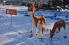 Открытие снежного городка